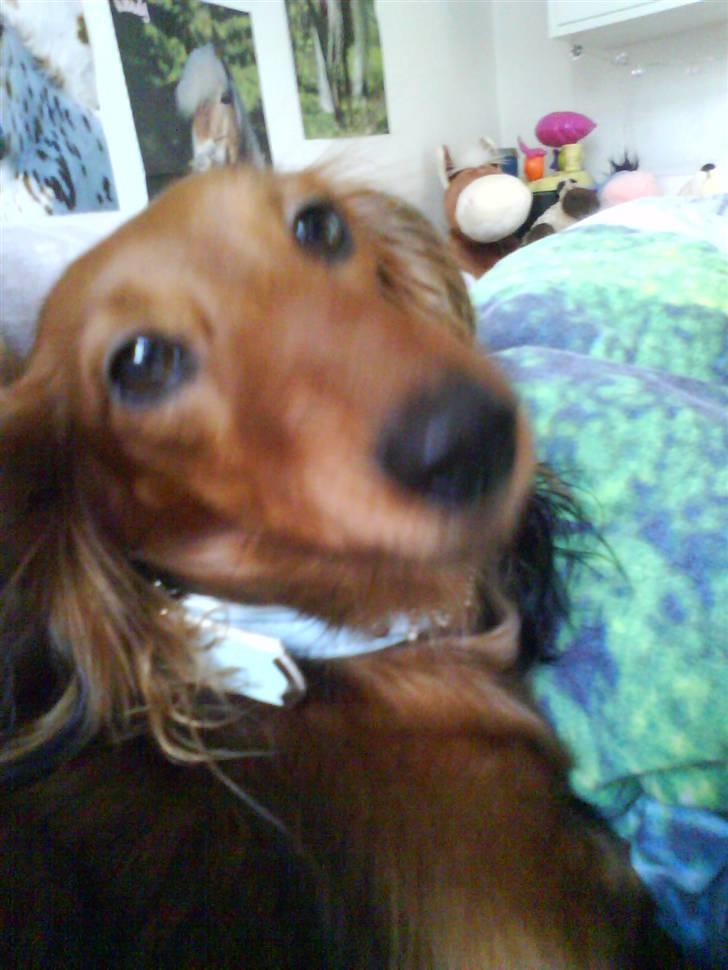 Dværggravhund Coco billede 4