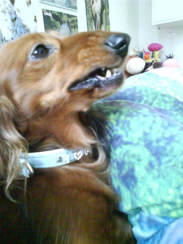 Dværggravhund Coco - du RØR mig ik...!!!!!!! billede 5