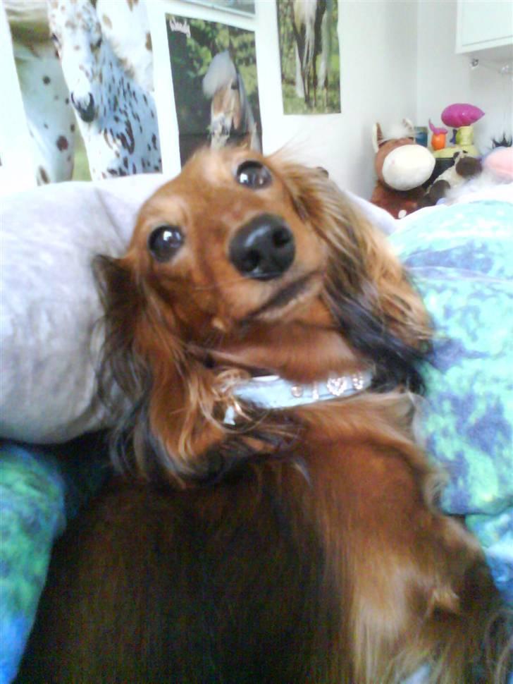 Dværggravhund Coco - øhh hej billede 6