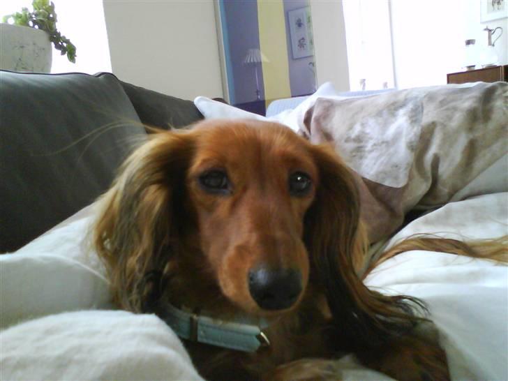 Dværggravhund Coco billede 7