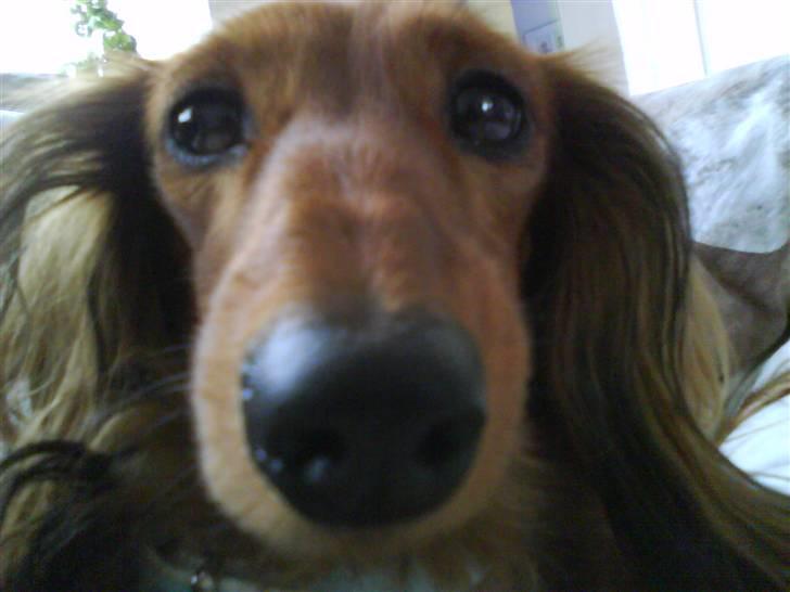 Dværggravhund Coco - SMIL XD.. billede 8