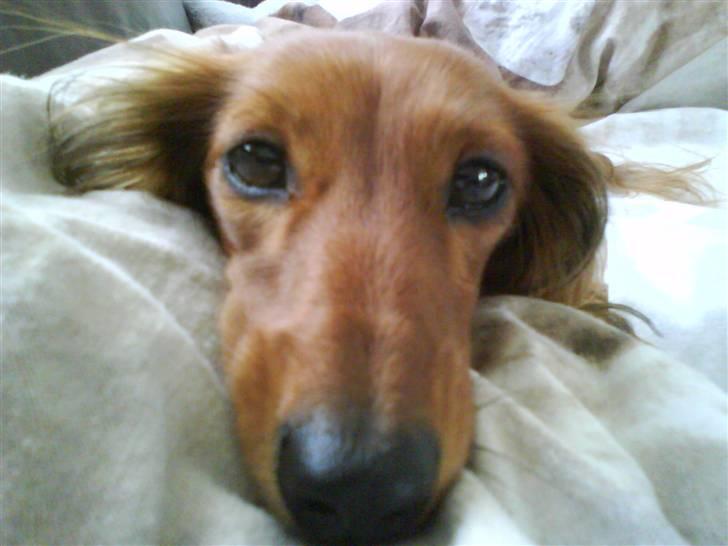 Dværggravhund Coco billede 9