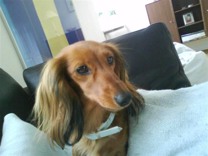 Dværggravhund Coco billede 10