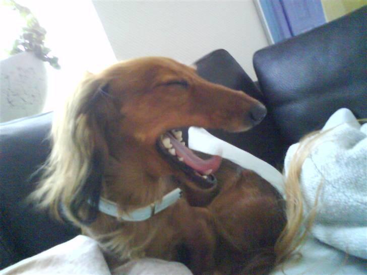 Dværggravhund Coco - nøøøj hvor er jeg træt...! billede 11