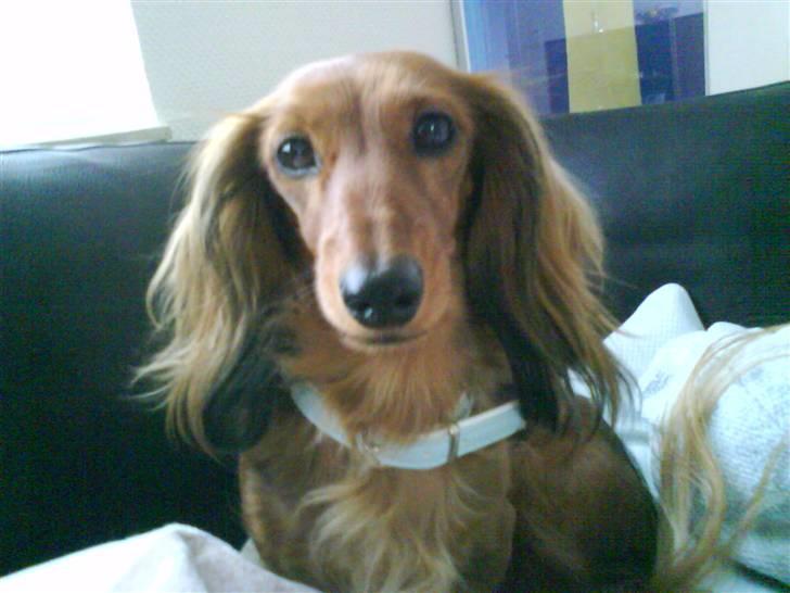 Dværggravhund Coco billede 12