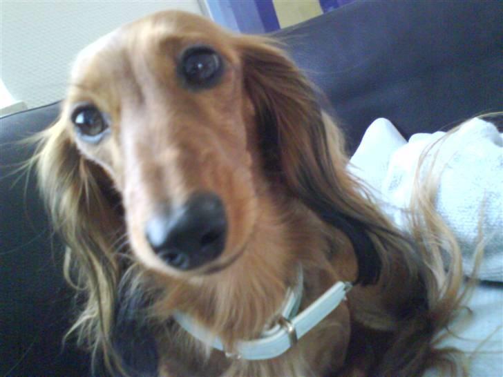 Dværggravhund Coco billede 13