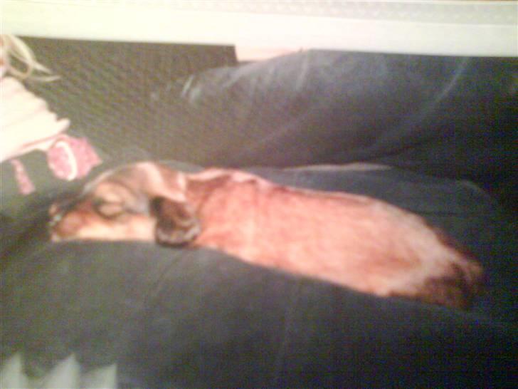 Dværggravhund Coco - den dag vi var ude og kigge på lumfe som jeg kalder hende XD billede 14