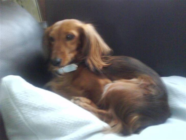 Dværggravhund Coco billede 15