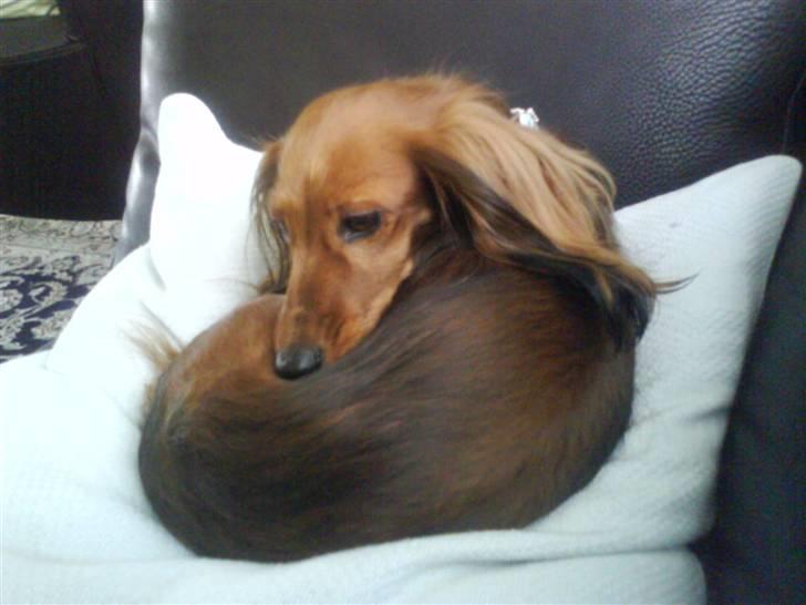 Dværggravhund Coco billede 16