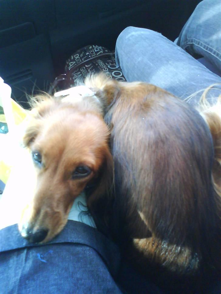 Dværggravhund Coco - nøøj jeg ligger godt sådan her billede 17