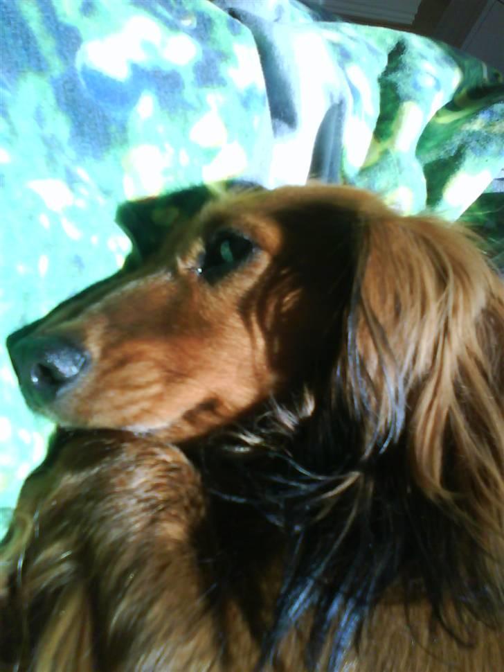 Dværggravhund Coco billede 18