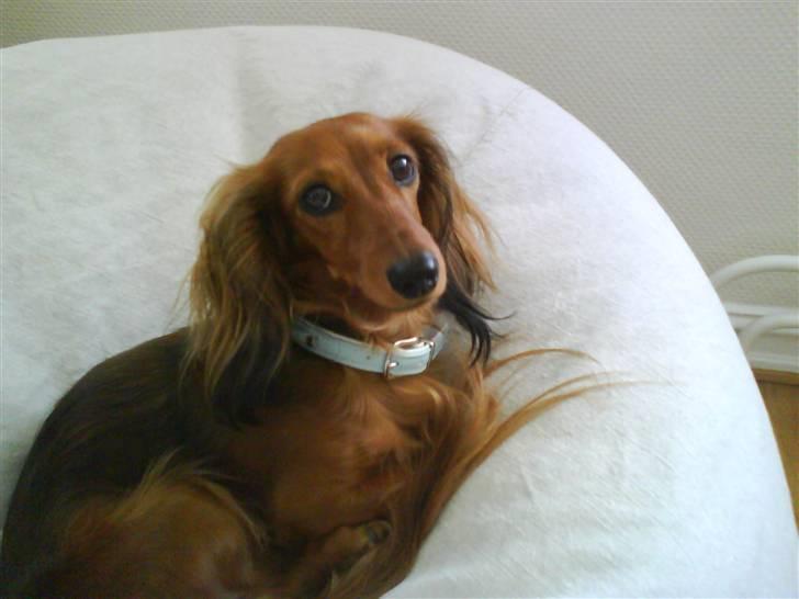 Dværggravhund Coco - uhh hvad er det? billede 19