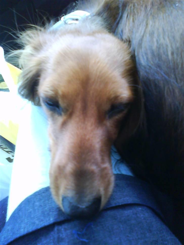 Dværggravhund Coco billede 20