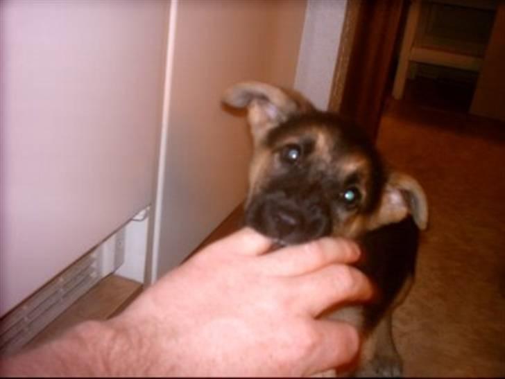 Blanding af racer Sif - Siffer som hvalp billede 13