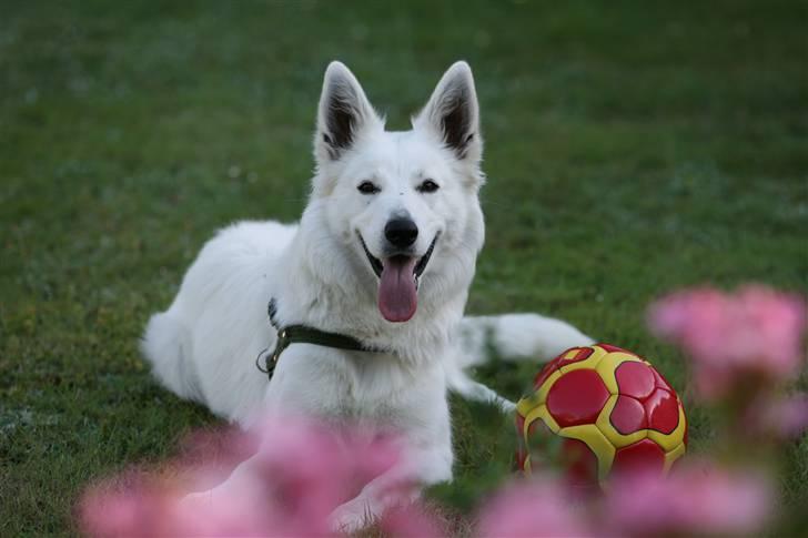 Hvid Schweizisk Hyrdehund Gaja billede 1