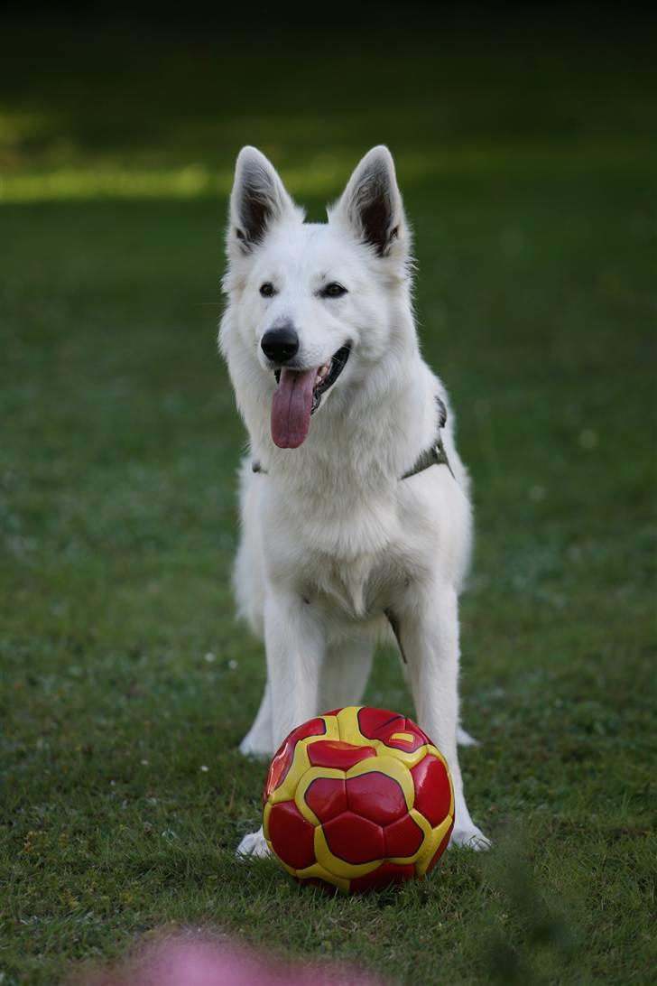 Hvid Schweizisk Hyrdehund Gaja billede 2