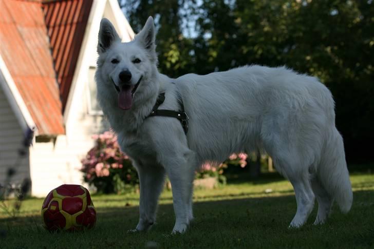 Hvid Schweizisk Hyrdehund Gaja billede 3