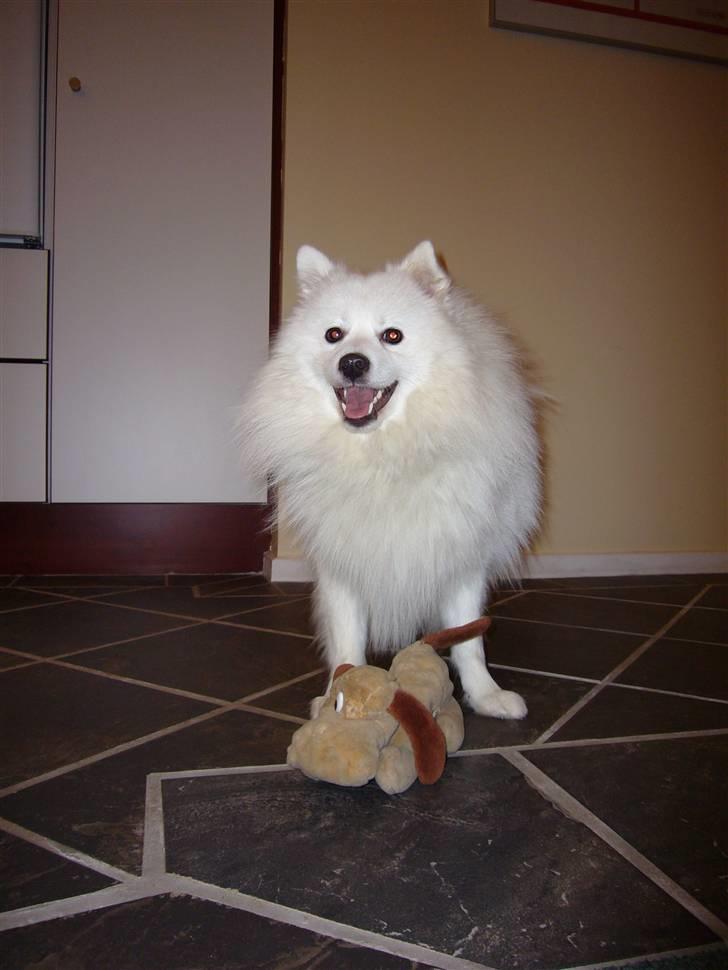 Japansk spids Aiko - Glade Aiko billede 1