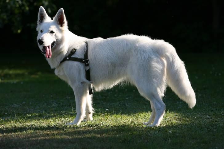 Hvid Schweizisk Hyrdehund Gaja billede 4