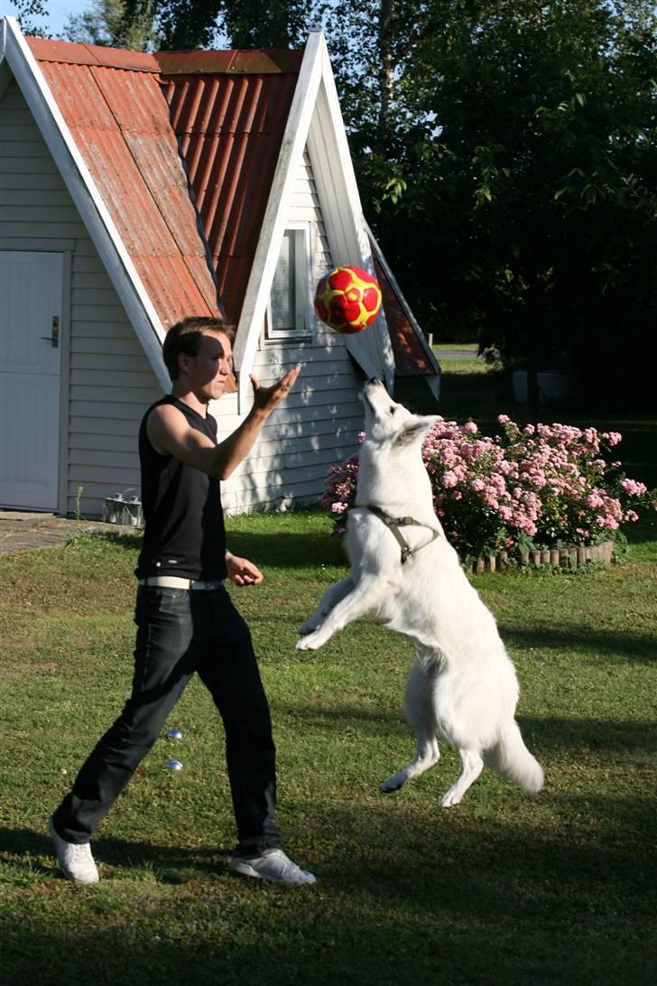 Hvid Schweizisk Hyrdehund Gaja billede 5