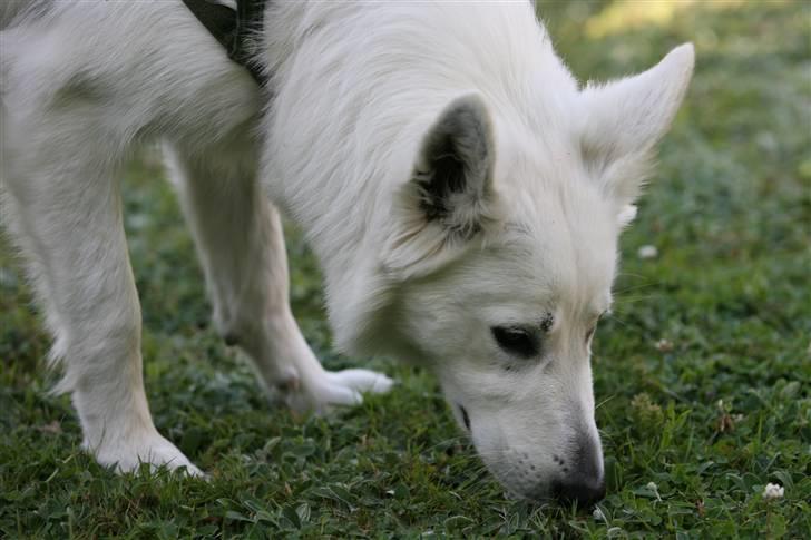 Hvid Schweizisk Hyrdehund Gaja billede 6