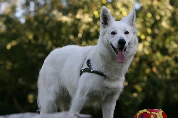 Hvid Schweizisk Hyrdehund Gaja billede 7