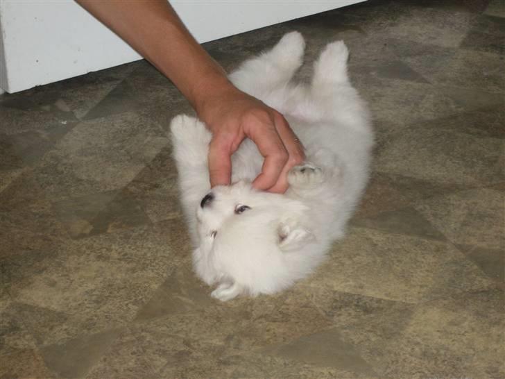 Japansk spids Aiko - Dejligt når man blir nusset billede 2