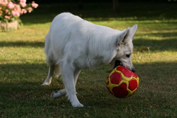 Hvid Schweizisk Hyrdehund Gaja billede 8