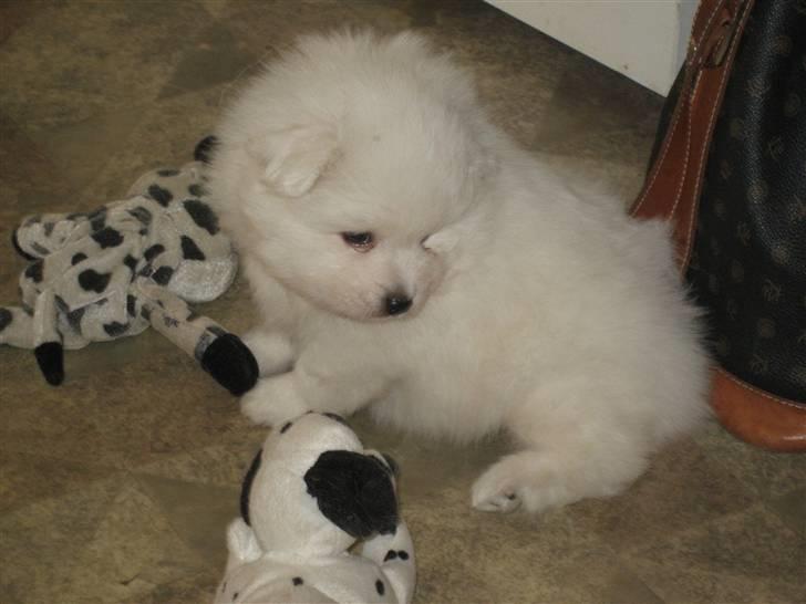 Japansk spids Aiko - Lille og dejlig billede 3