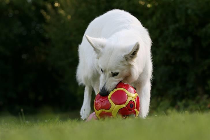 Hvid Schweizisk Hyrdehund Gaja billede 9