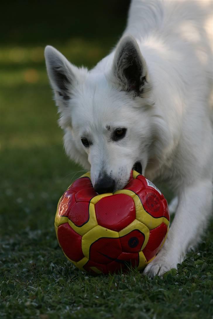 Hvid Schweizisk Hyrdehund Gaja billede 10