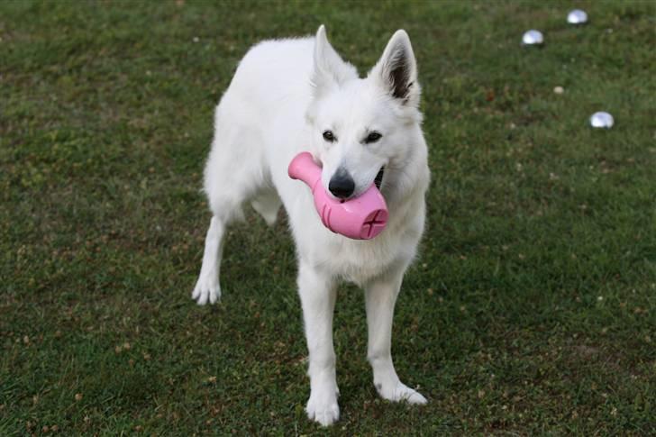 Hvid Schweizisk Hyrdehund Gaja billede 11