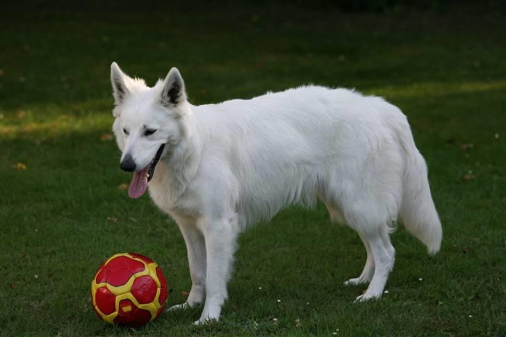 Hvid Schweizisk Hyrdehund Gaja billede 12