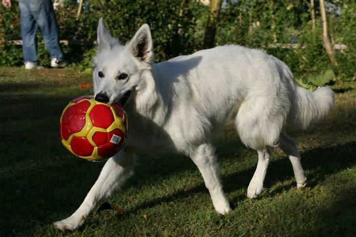 Hvid Schweizisk Hyrdehund Gaja billede 13