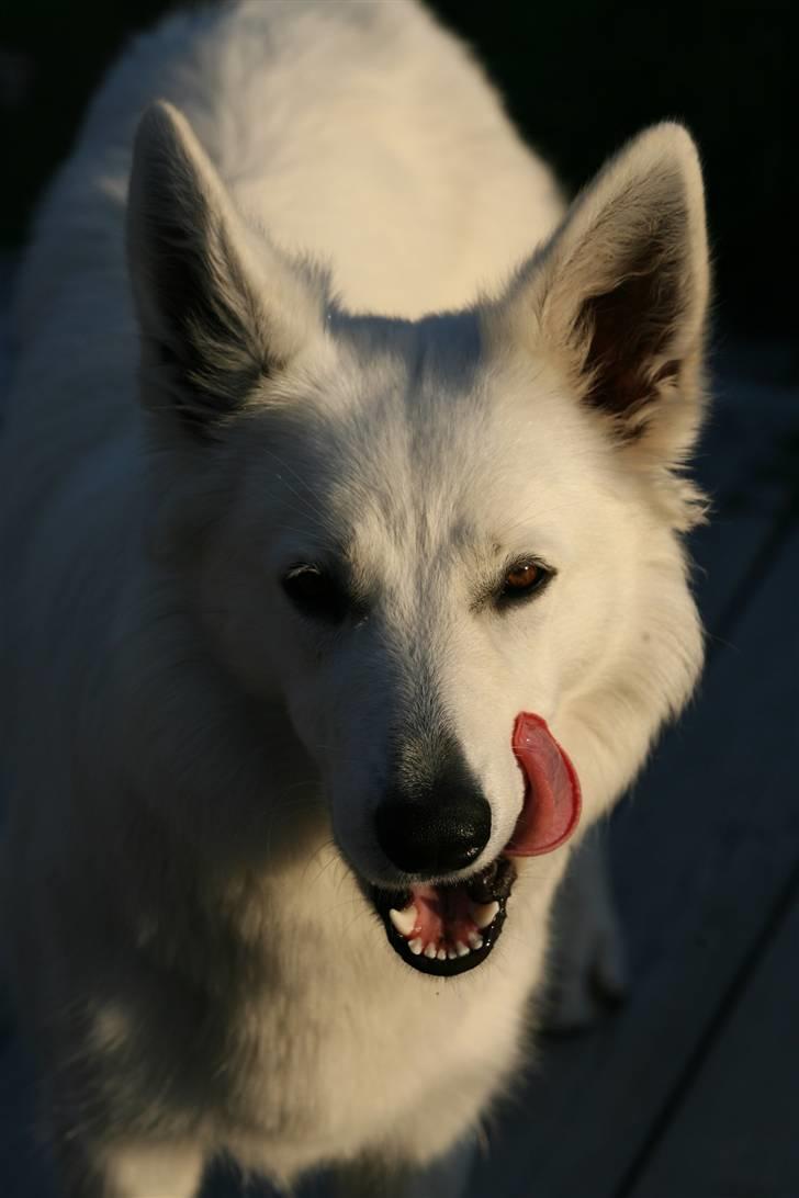 Hvid Schweizisk Hyrdehund Gaja billede 14