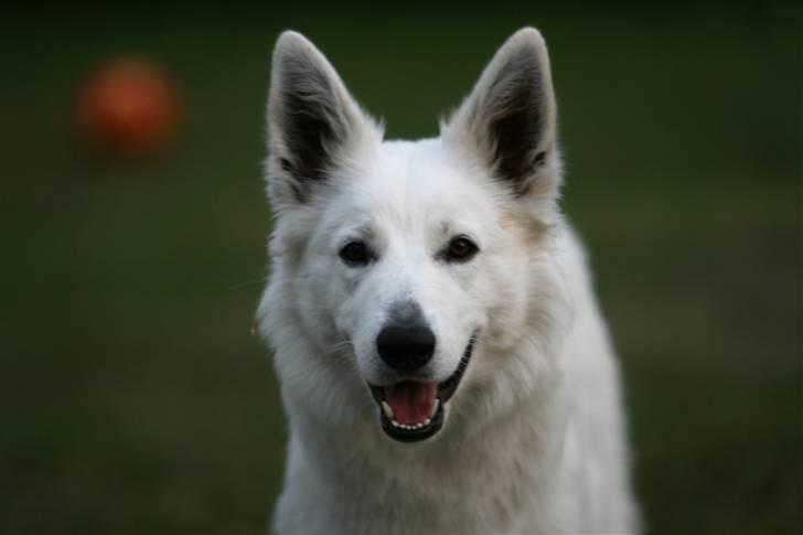 Hvid Schweizisk Hyrdehund Gaja billede 15