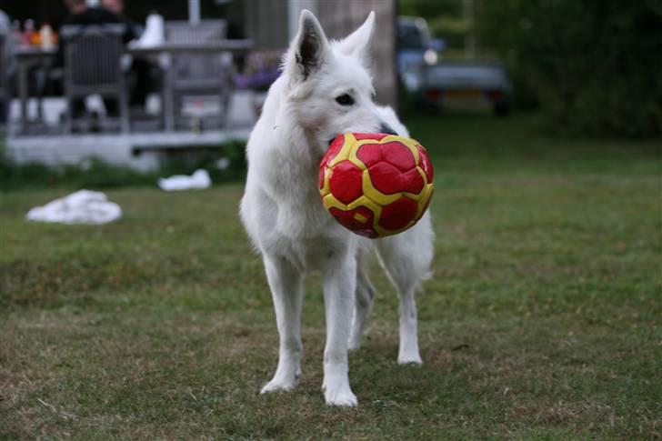 Hvid Schweizisk Hyrdehund Gaja billede 16