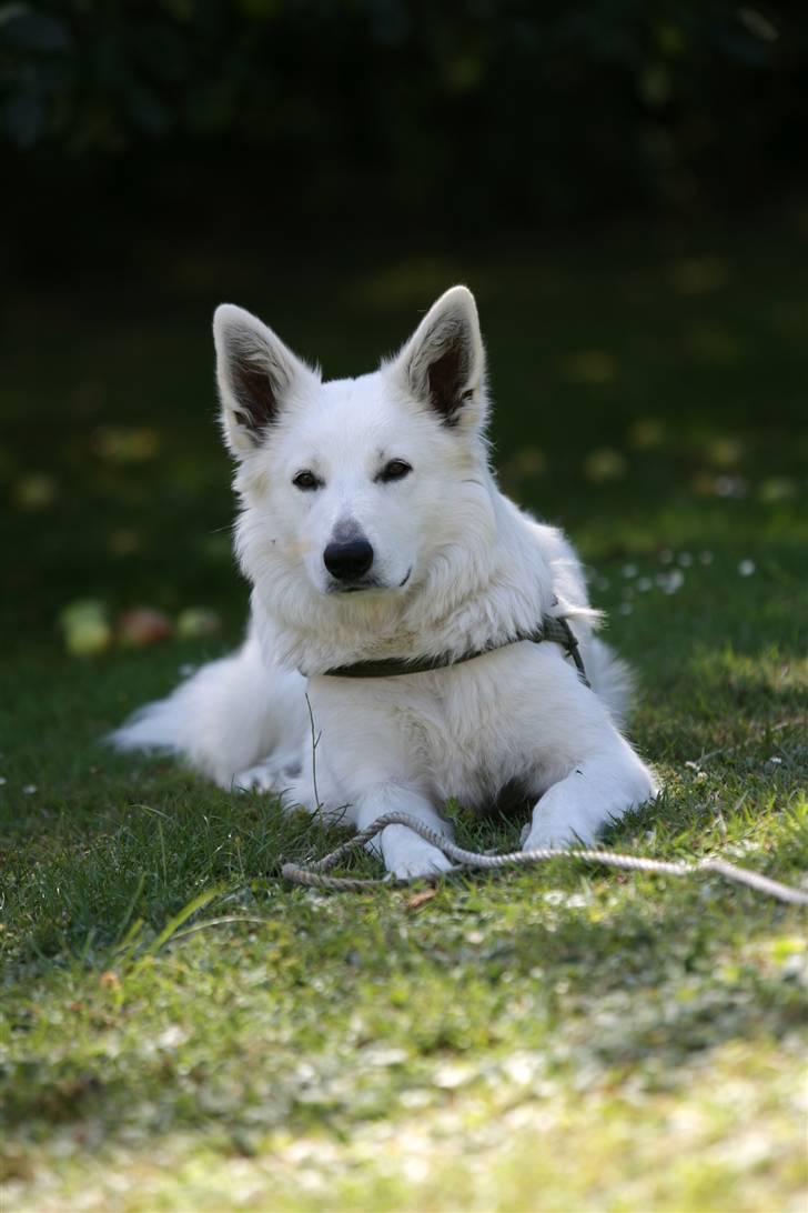 Hvid Schweizisk Hyrdehund Gaja billede 17