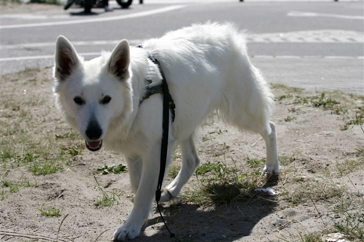 Hvid Schweizisk Hyrdehund Gaja billede 18