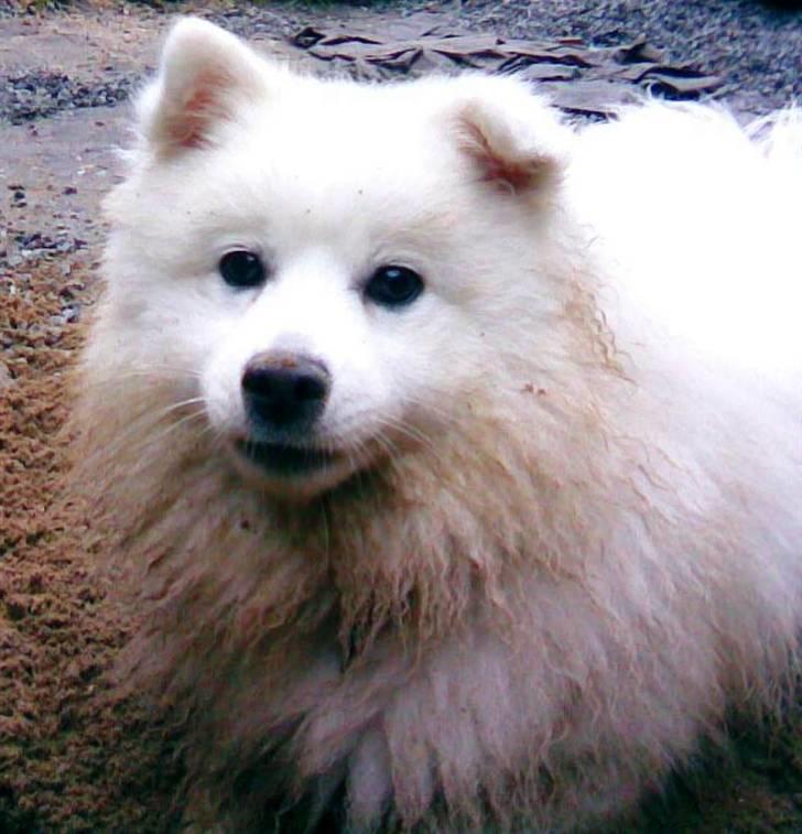 Japansk spids Aiko - Aiko i færd med et større gravearbejde og så blir man altså beskidt billede 4