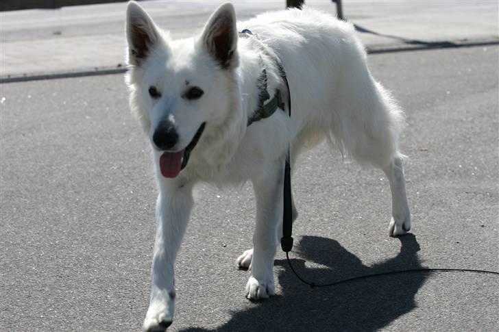 Hvid Schweizisk Hyrdehund Gaja billede 19