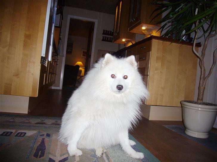 Japansk spids Aiko - Skønne Aiko billede 5