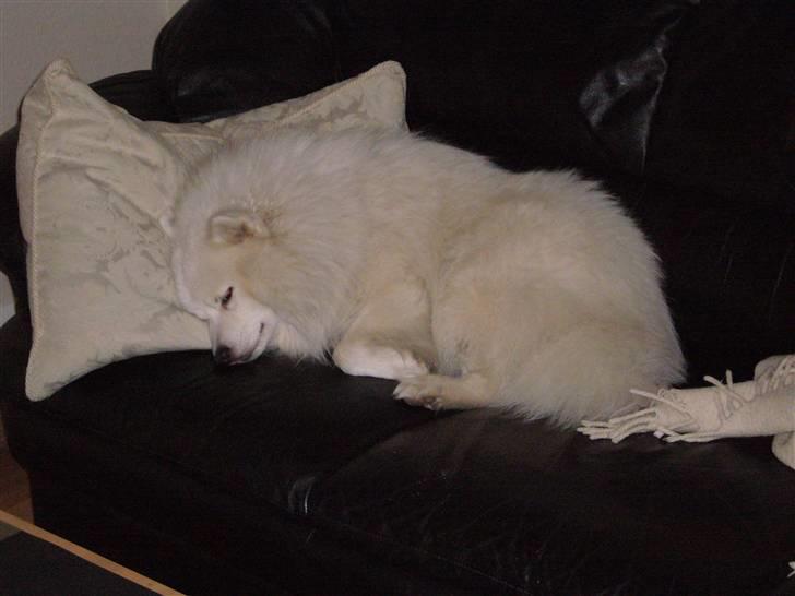 Japansk spids Aiko - Slapper den lige billede 6