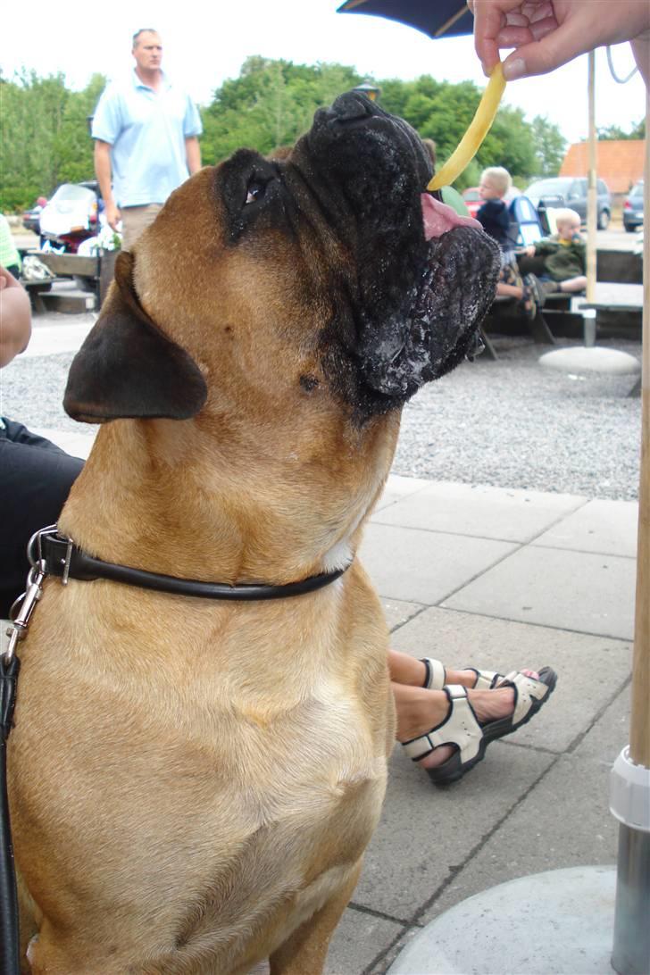 Bullmastiff Zakaa - DÉT synes jeg er et godt alternativ til BARF! billede 19