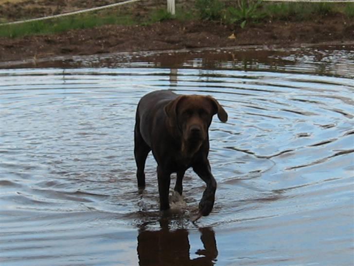 Labrador retriever {§$$ Laika $$§} - Jeg vil osse´være en smuk svane! XD billede 1