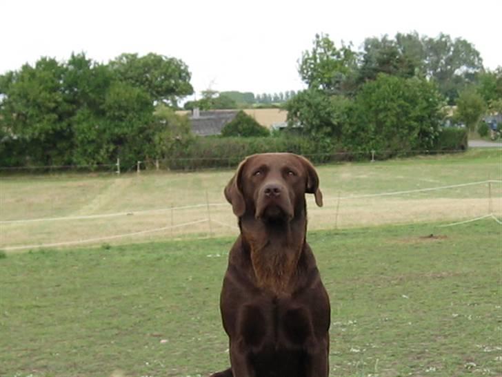 Labrador retriever {§$$ Laika $$§} - Jeg bestemmer her!  billede 2