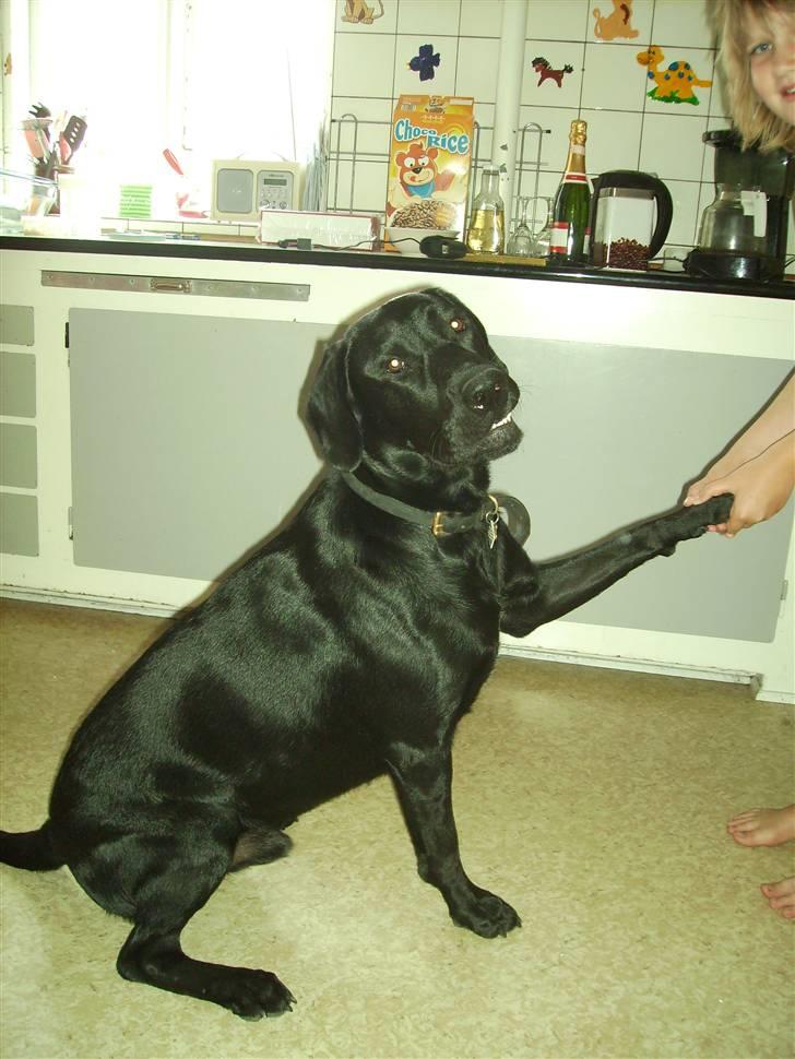 Blanding af racer Bamse - er jeg ikke dygtigt billede 1