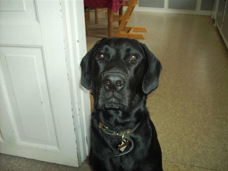 Blanding af racer Bamse - sit pænt billede 2