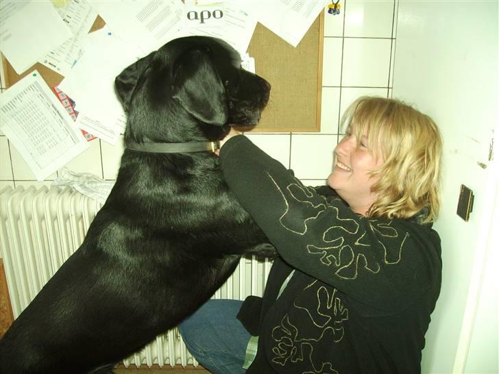 Blanding af racer Bamse - hej mor billede 3