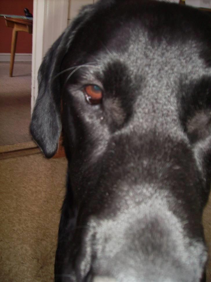 Blanding af racer Bamse - hvad er det??? er det mad??? billede 4